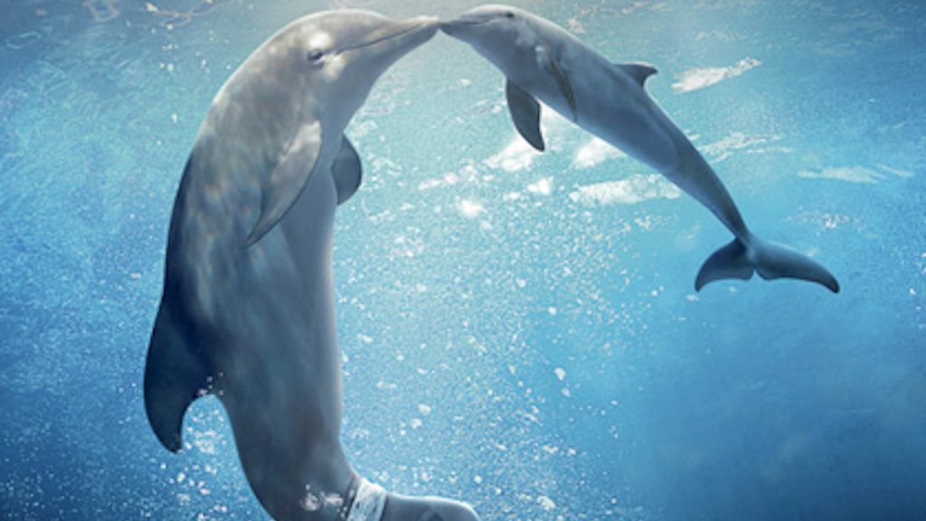L'incredibile storia di Winter il Delfino 2: trama, cast e trailer del film