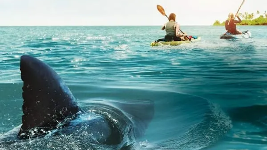 The Reef: Stalked: trama, cast e trailer del film